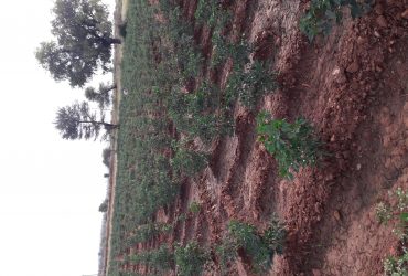 Agricultureland for sale in Karnataka