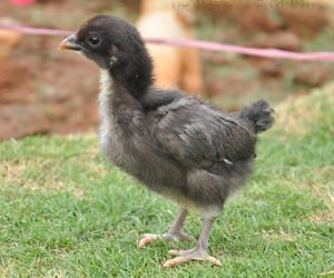 Kadaknath Poultry Farm ,KB Livestock Farm, kadaknath chicken for sell