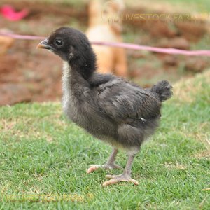 Kadaknath Poultry Farm ,KB Livestock Farm, kadaknath chicken for sell