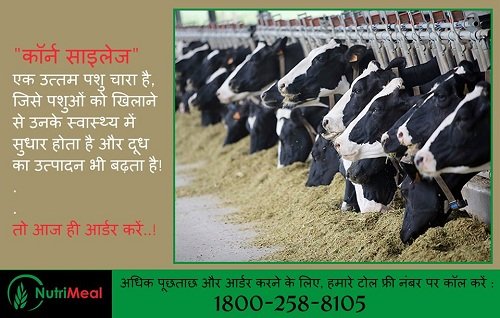 Silage for Buffaloes
