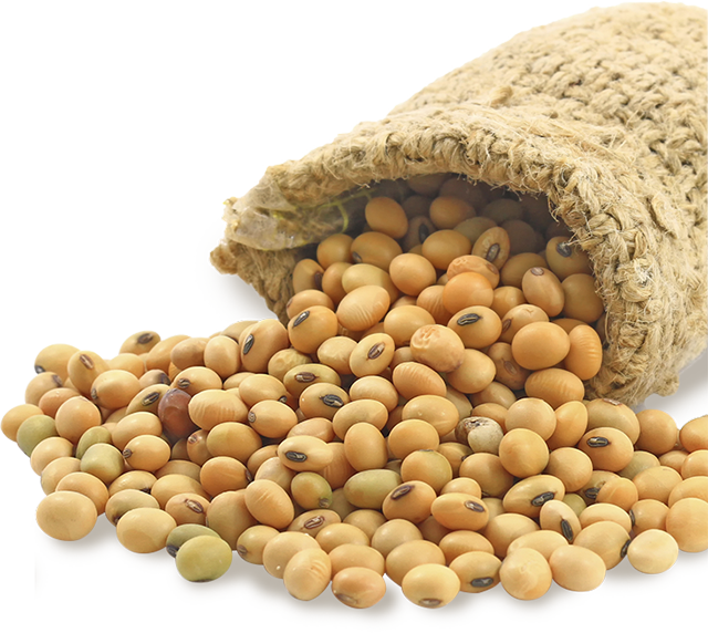Soybean Oil – Buy Refined Soybean Oil At Best Price