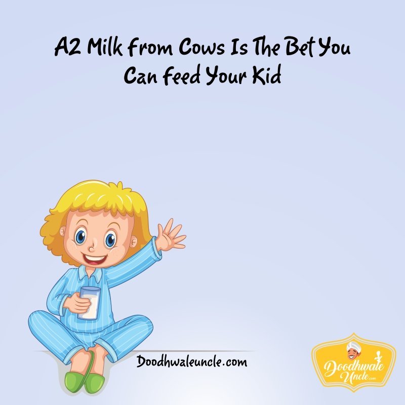 Indian Breed Cows Ghee Supplier in Jaipur One Stop Solution for Fresh Milk Jaipur
