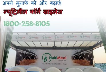 Increase Buffalo Milk Production