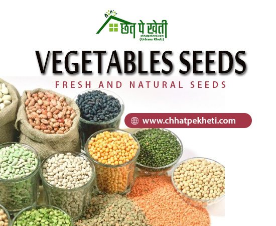 Buy Online Vegetable Seeds With Reasonable Value
