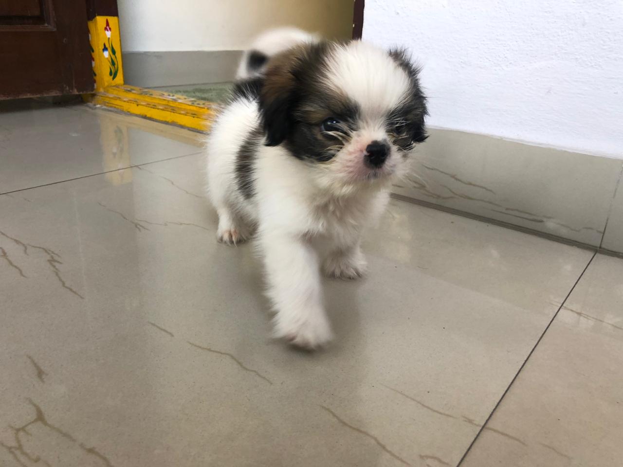 Puppy