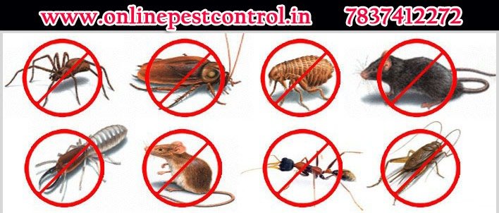 Pest control in zirakpur | Termite Pest Control in Chandigarh