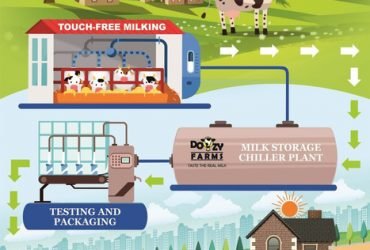 Organic farm fresh pure cow milk near you