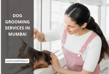 Dog Grooming in Mumbai