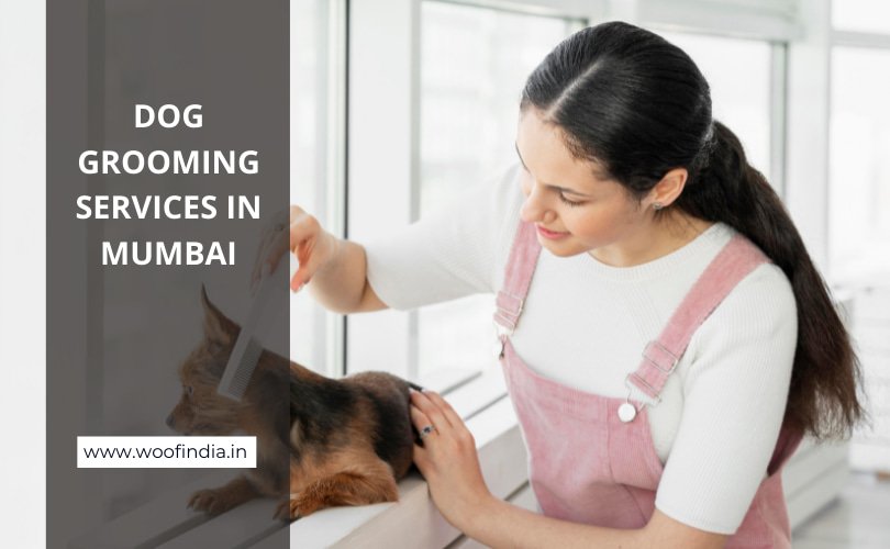 Dog Grooming in Mumbai