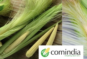Corn India  Your one stop destination for Babycorn Sweetcorn  Popcorn