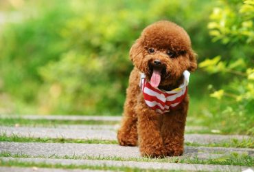 Poodle Puppies for Sale in Mumbai