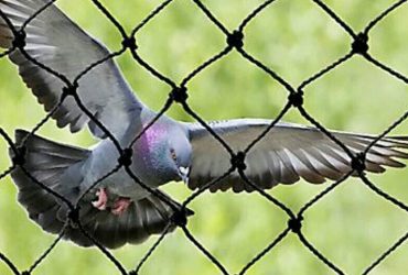 Bird Netting Services in Viman Nagar – Angad Bird Netting