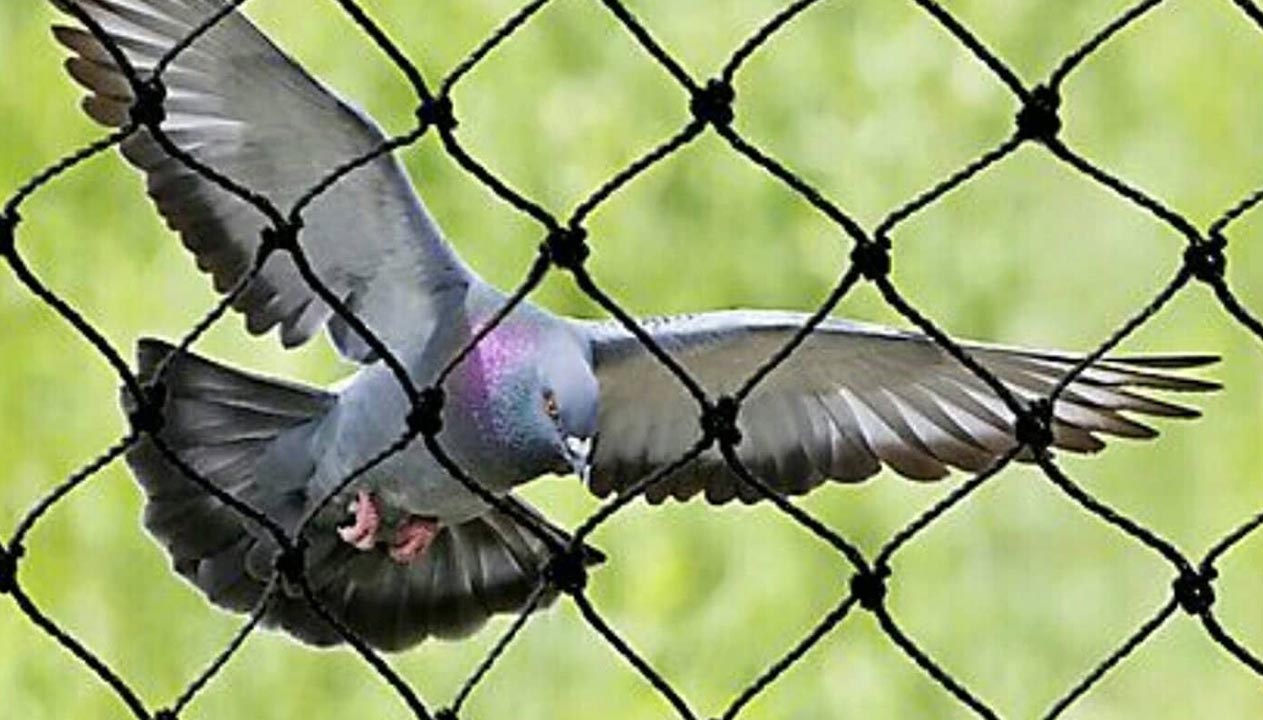 Bird Netting Services in Viman Nagar – Angad Bird Netting