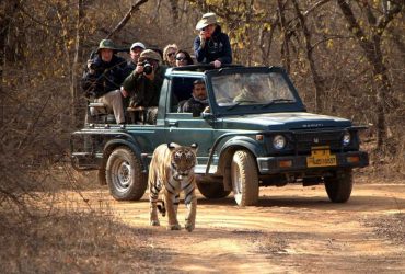 Info about Ranthambore Online Safari Booking