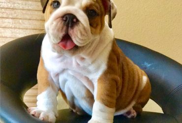 English Bulldog Puppies For Sale in India