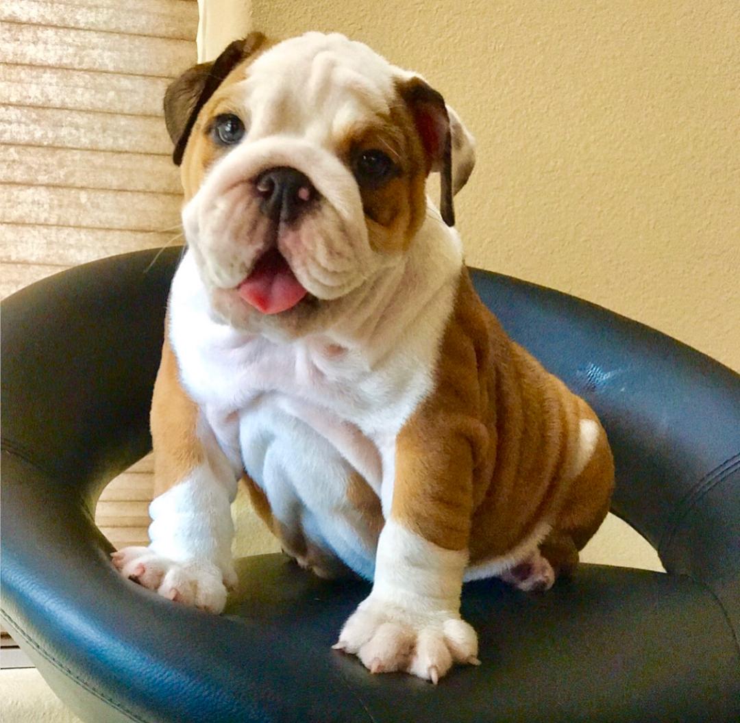 English Bulldog Puppies For Sale in India