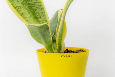 Sansevieria Futura Snake Plant – Airpurifying Plant