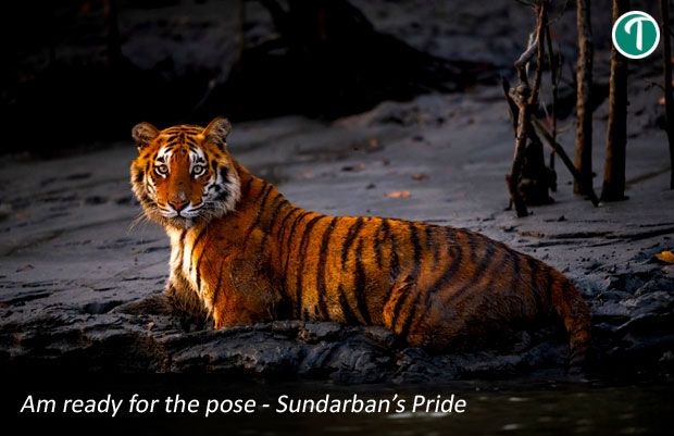 SUNDARBAN PACKAGE TOUR FROM KOLKATA