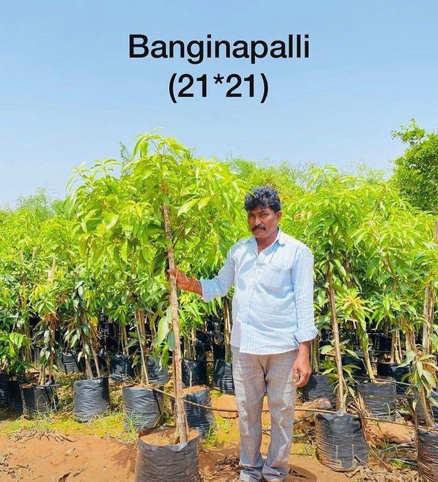 best Bonsai plant suppliers