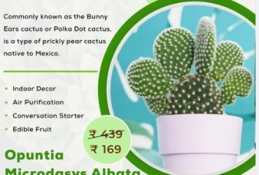 Best Succulent Plant In India | Nainileaf