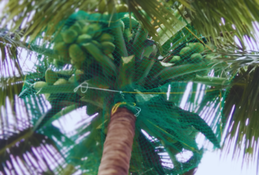 Best Coconut Tree Safety Nets Service Provider in Bangalore. Call "Menorah CocoNets" – 6362539199
