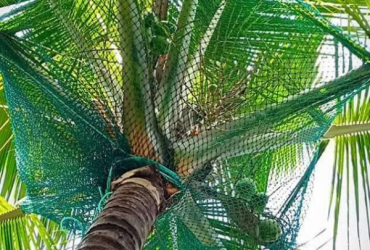 Coconut Tree Net Fixing Service Provider in Bangalore | Call "Menorah CocoNets" – 6362539199