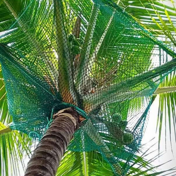 Coconut Tree Net Fixing Service Provider in Bangalore | Call "Menorah CocoNets" – 6362539199