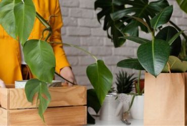 Shop Smart, Shop Sustainable with DHALIECOBAGS