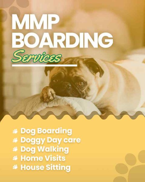 Private: Dog Boarding Services in Pune