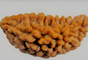 Buy Certified 1 Mukhi Rudraksha Online – Original & Energized Bead from Ratnashree